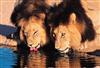 waterhole-lions-big.jpg